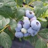 Join International Blueberry Days and Blueberry School the 2nd - 3rd of May 2023 in Italy