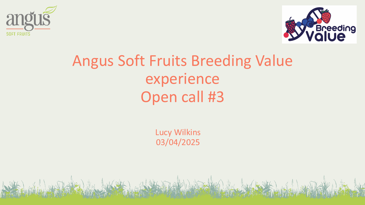 BreedingValue_Final Workshop_Open Call3_Angus Soft Fruits